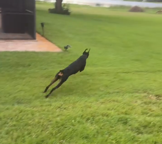 Backyard run