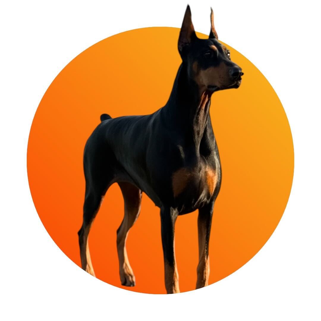 dobie-nyx-photo