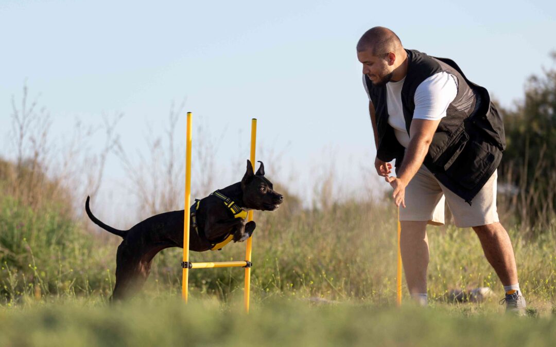 Doberman Agility Training