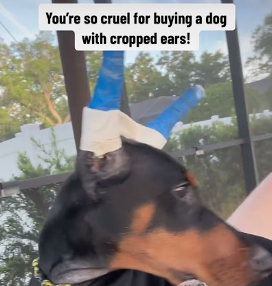 Cruel for buying a dog with cropped ears? 🙄