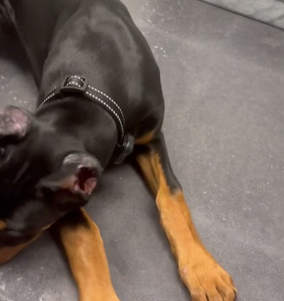 4 month old Doberman’s paws 🐾