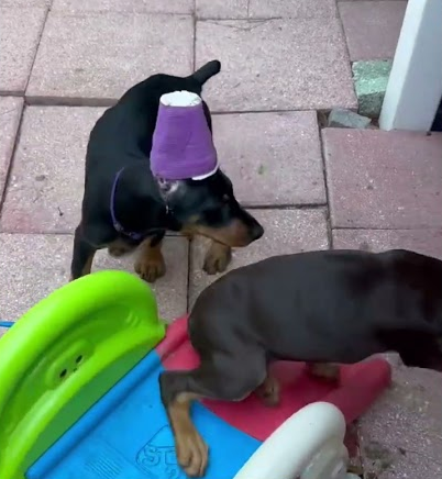 We met our Dobie!