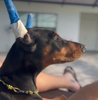 Doberman puppy!