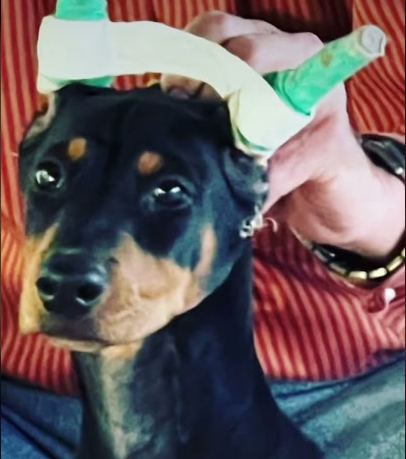 12 weeks old Doberman puppy