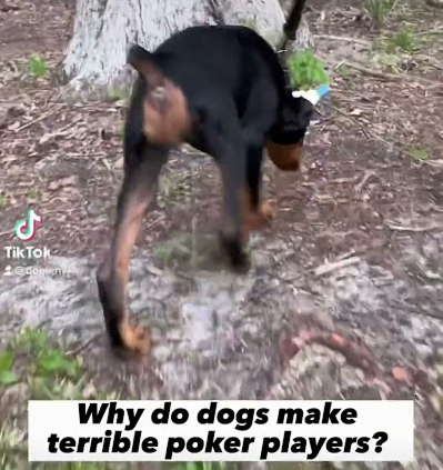 Why do dogs make terrible poker players?