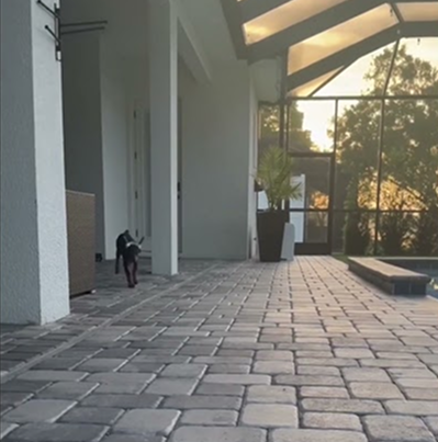 Dobie saying Hi