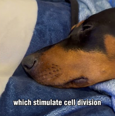 How long should Doberman puppies sleep?