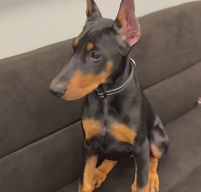 Would you spend $4k on a Doberman?