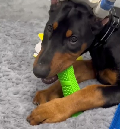 I was born a dog!
