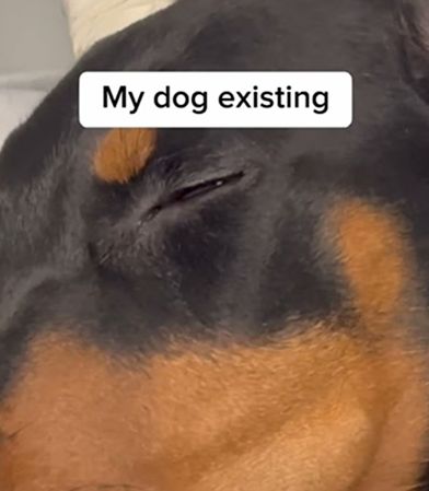 My dog existing and me 🤣