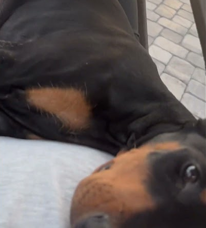 Show me your Doberman!