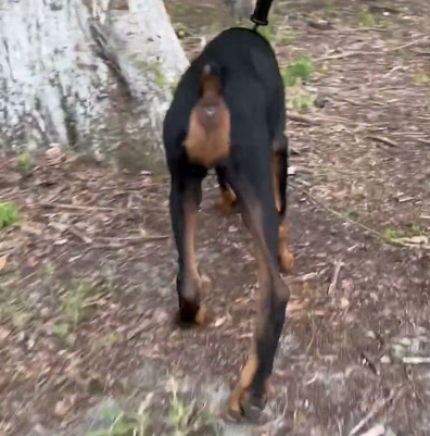 Dog that does magic tricks!