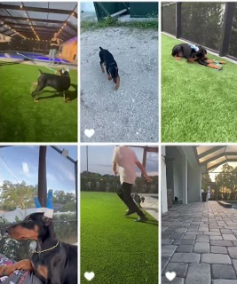 3 month old Dobie