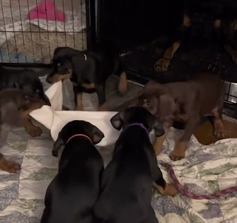 Doberman Puppies Love