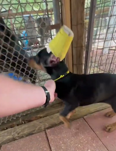 We met our Dobie!