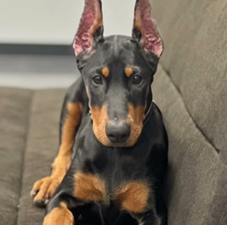 Rate my puppy!