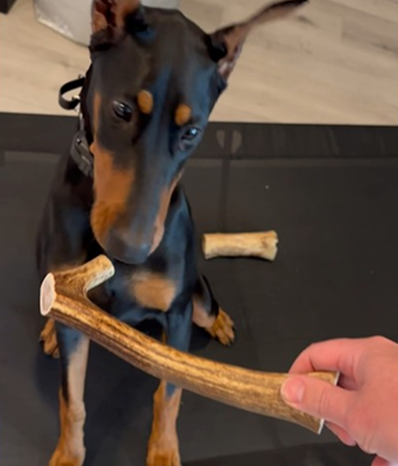 Her first time getting an Elk Antler
