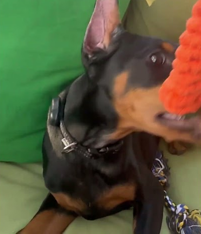 Playing with my Dobie!