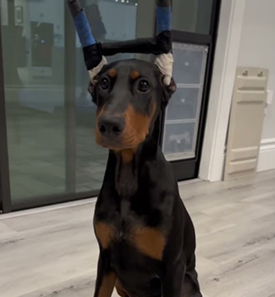 4 month old Doberman