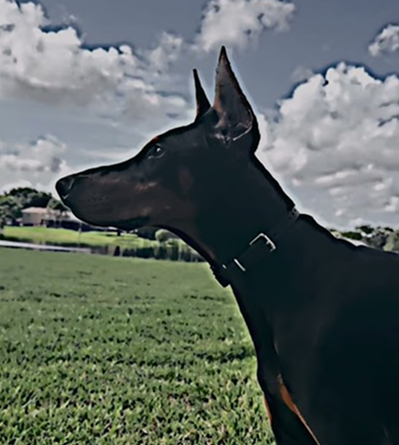 Doberman Pinscher!