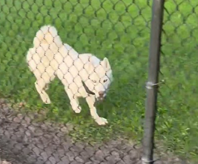 Took Nyx to a dog park for the first time, she wanted to play with other dogs so bad!