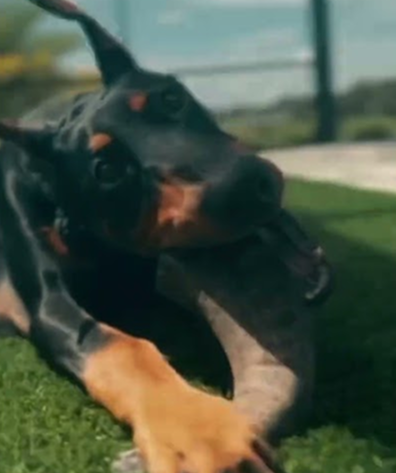 Doberman ❤️