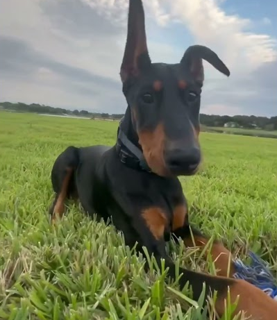 #doberman #dobie #dogsofyoutube