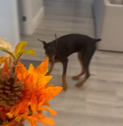 My doberman hates new objects she’s bever seen 🤣