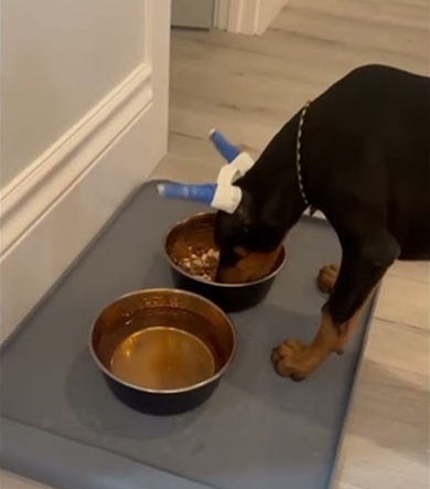 What kind of food do you feed your Doberman?