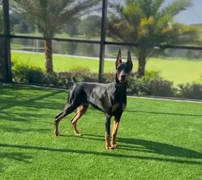 My 6 month old Doberman female is ready for the summer!