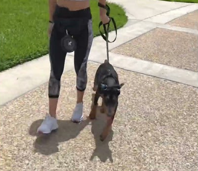 Teaching her how to heel!
