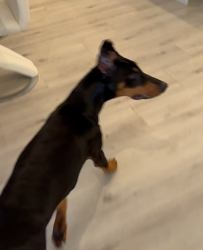 Playing hide and seek with my dog