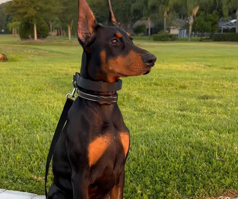 Dobie Nyx