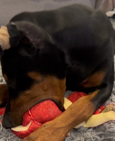 She fell asleep chewing on her favorite toy