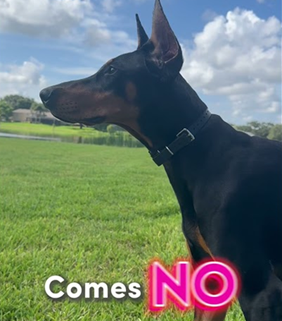 Cute 7 month old Doberman!