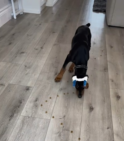 Treat race! 🏁