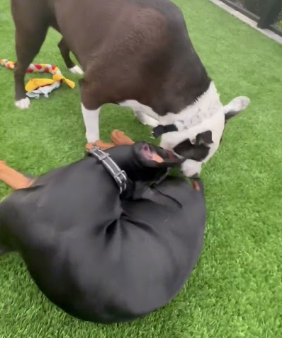 Doberman vs Pitbull