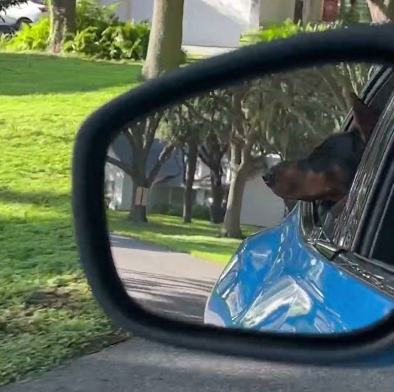 Nyx enjoying her windows down cruise!