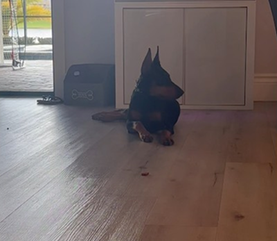 Will she eat it, or not?