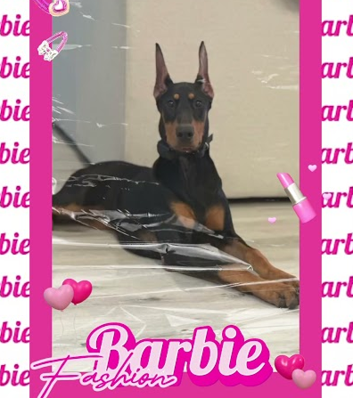 Have you seen the Barbie movie?