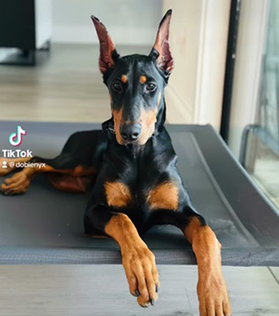 Show your dog and then show yourself!