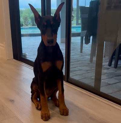 4 months old Doberman!