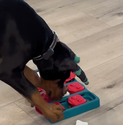 Dog puzzle game!