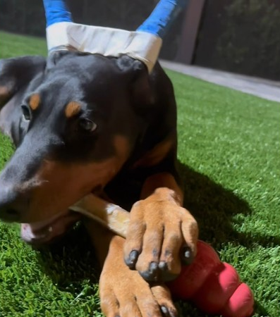 Doberman Puppy 🐶