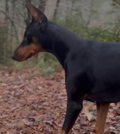 Doberman movie coming soon!