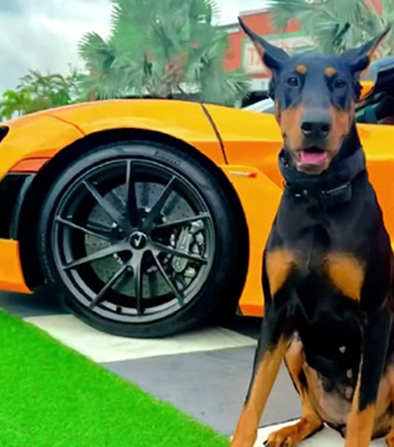 #dogs #doberman