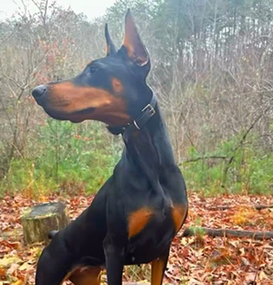 Doberman photo dump