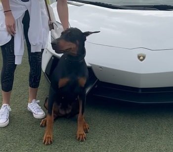 #shorts #dogs #doberman