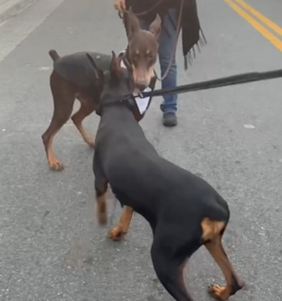 Dobermans playing