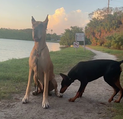 Big dog energy ⚡️ #bigdogs